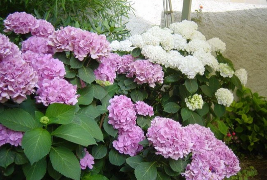 Screenshot 2026-04-02 at 08-10-52 Café du Soleil Corsier – Restaurant à Corsier GE local.ch