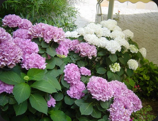 Screenshot 2026-04-02 at 08-10-52 Café du Soleil Corsier – Restaurant à Corsier GE local.ch